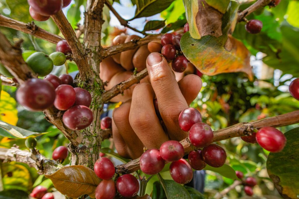 a person holding a bunch of berries