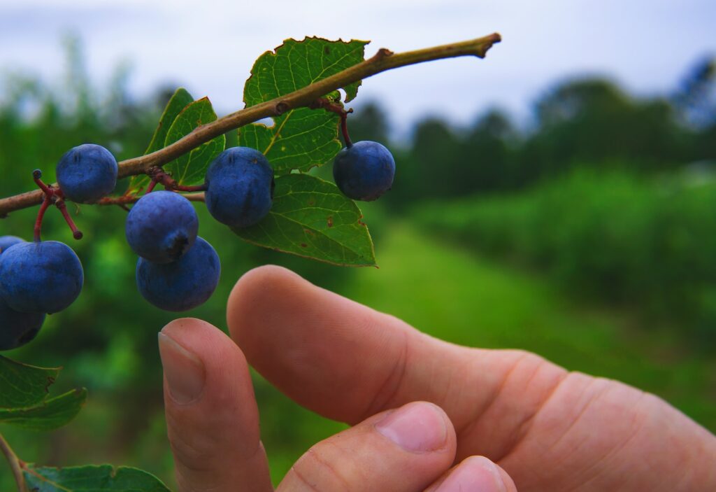 person holding blue round fruit